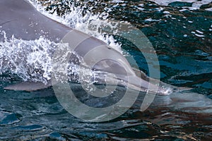 Close up of Indo-pacific humpback dolphins sousa chinensis in Musandam, Oman near Khasab in the Fjords jumping in and out of the