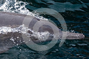 Close up of Indo-pacific humpback dolphins sousa chinensis in Musandam, Oman near Khasab in the Fjords jumping in and out of the