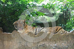 Close up Indochinese tiger is beautiful animal