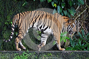 Close up Indochinese tiger is beautiful animal and dangerous in forest