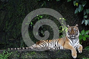 Close up Indochinese tiger is beautiful animal and dangerous in forest