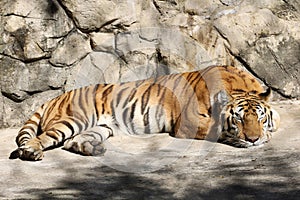 Close up Indochinese tiger is rest