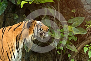 Close up of Indochinese Tiger standing in front of tunel of forest; Panthera tigris corbetti coat is yellow to light orange with s