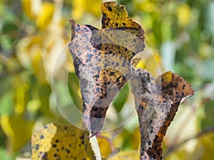 Close up infected apple tree leaves, ill leaf of apple scab disease, bacterial scorch. Illness of garden tree, green