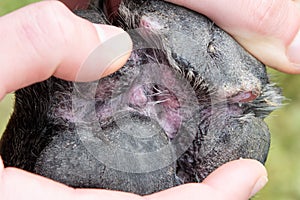 Close up of infected canine paw underside