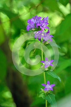 Campanula glomerata