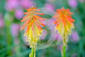 Kniphofia uvaria photo