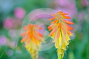 Kniphofia uvaria photo