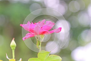Inflorescence of pink roses flower blooming with bokeh in garden background