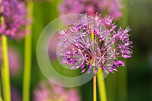 Close-up of the inflorescence of the Rosenbachian onion, Allium rosenbachianum, blooming in the garden