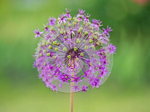 Close-up of the inflorescence of the Rosenbachian onion, Allium rosenbachianum, blooming in the garden