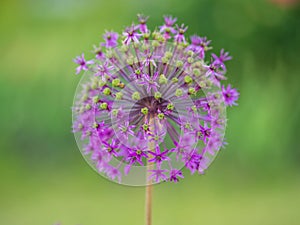 Close-up of the inflorescence of the Rosenbachian onion, Allium rosenbachianum, blooming in the garden