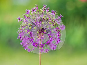 Close-up of the inflorescence of the Rosenbachian onion, Allium rosenbachianum, blooming in the garden