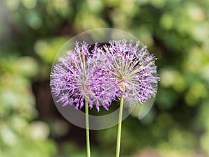 Close-up of the inflorescence of the Rosenbachian onion, Allium rosenbachianum, blooming in the garden