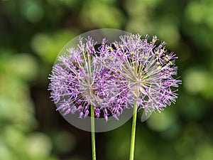 Close-up of the inflorescence of the Rosenbachian onion, Allium rosenbachianum, blooming in the garden