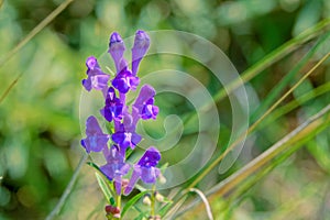 Scutellaria baicalensis photo