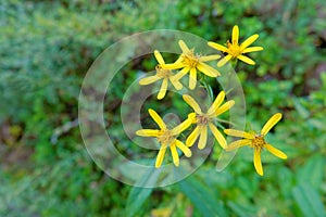 Senecio nemorensis