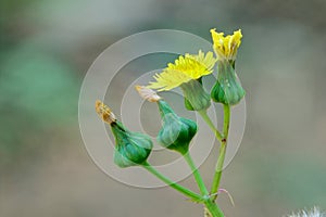 Sonchus oleraceus photo