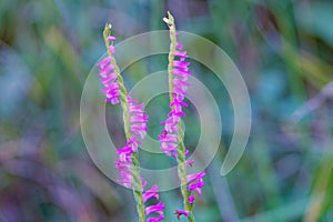 Spiranthes sinensis