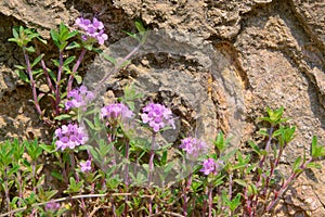 Thymus mongolicus