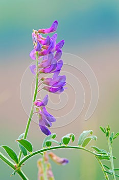 Vicia sepium photo