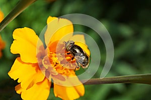 Close-up of the inflorescence of the yellow marigold Tagetes ere