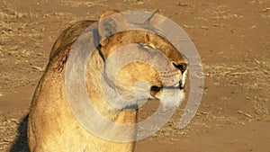 Close up of an injured lioness in masai mara national park, kenya