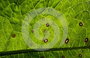 Close-up on the innervation of a green leaf with red spots photo