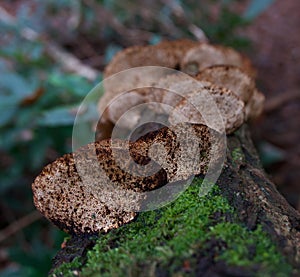 Close up of inonotus fungus growing on mossy tree bark