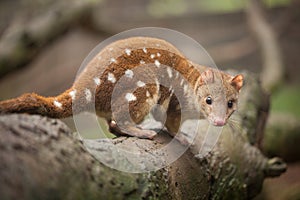 Quoll Looking at Camera