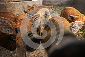 Close-up of inquisitive young pigs