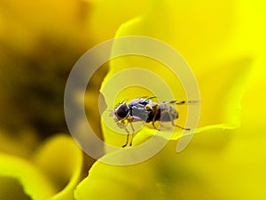 Close-up of insec on yellow flower photo