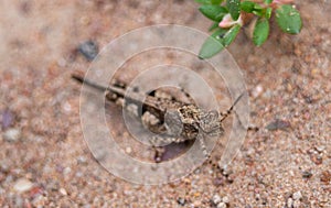 Close up of Insect brown cricket standing on the ground. Concept of wild life insects in nature