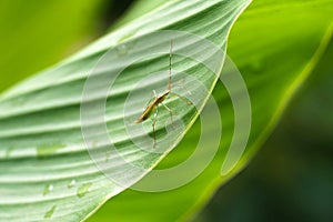 Close up of insect bug on green leaf