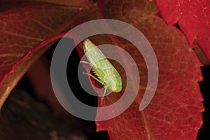 Close-up insect Cicada