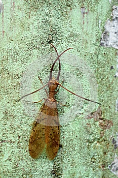 Close up of an insect on a concrete post