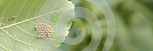 Close-up of insect eggs cluster on leaf surface in natural environment