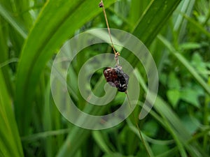 Close up insect on the grass leaf background beautiful nature toning spring nature design.