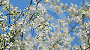 Insect honey bee pollinates. Blooming Branch. White Flowering Cherry Blossoms. Branch Of Tree With Small White Flowers