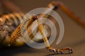 Close up of insect leg