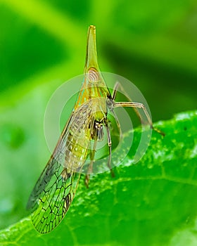 Close up insect of planthopper