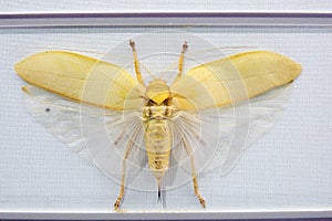 insect specimen