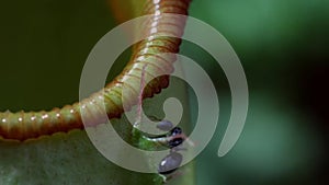 Close up of Insect is tempted by the sweet nectar of the carnivorous pitcher plant