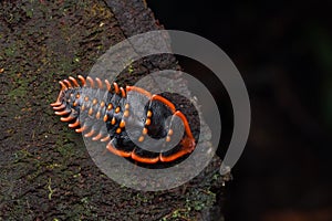 Close-Up of insect Trilobite Beetle a rare insect of Borneo