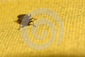 Close-up of insect on yellow and white surface