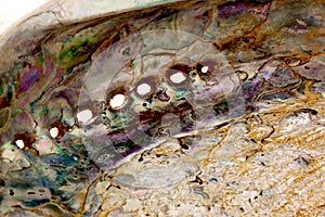 Close Up Of Inside of Abalone Shell Showing Mother-Of-Pearl