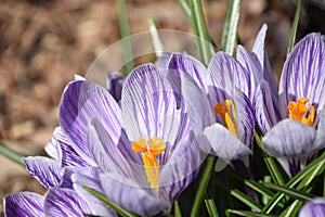 Close Up of the Inside of a Crocus Blossom