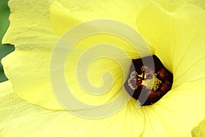 Close-up of the inside of an Okra flowe