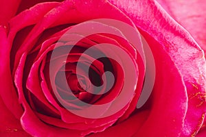 Close up of inside of pink rose