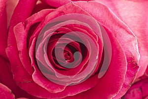 Close up of inside of pink rose